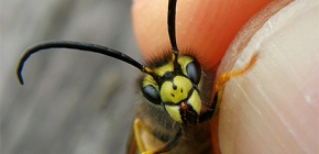 Kaj je treba storiti, če je ugrizen WASP