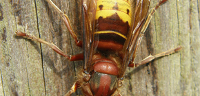 Navaden hornet (fotografija) in nevarnost njegovih ugrizov za ljudi