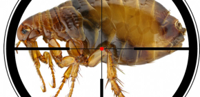 Kako obdelati stanovanje, da uničimo bolhe: svojo hišo očistimo sami