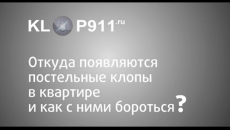 Od kod prihajajo v stanovanju in kaj storiti v primeru njihovega odkrivanja