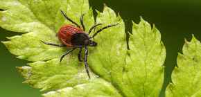 Dog's Tick (ixodes ricinus)