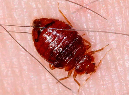 Bed Bug pije kri