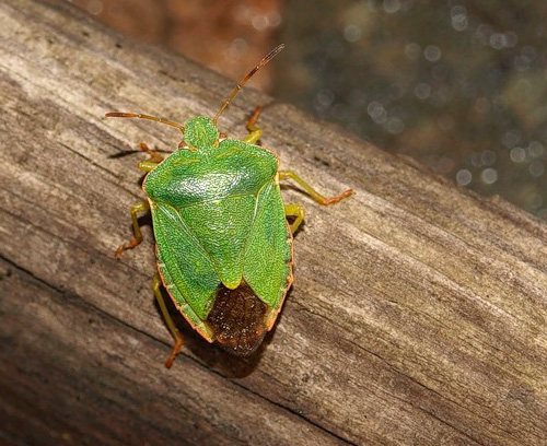 Forest Bug: Zapri -fotografija