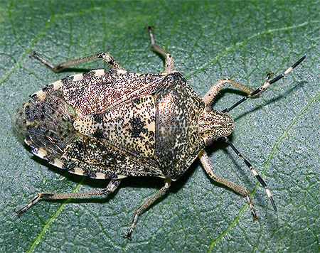 Bug Raphigaster Nebulosa