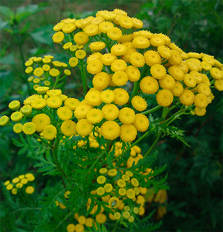 Tansy