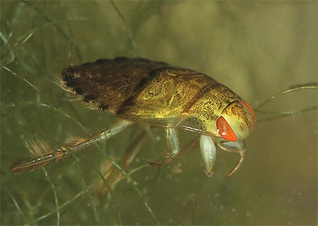 Plaut navadna (Hiocoris cimicoides)