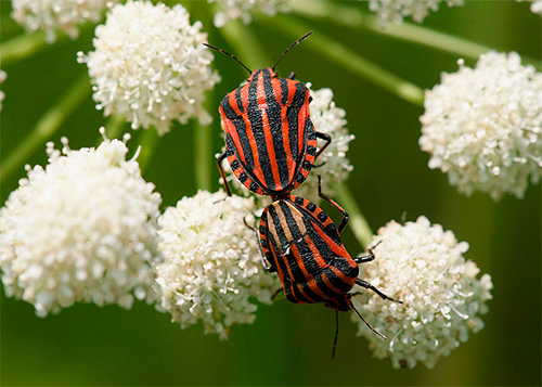 Boop linear (graphsoma lineatum)