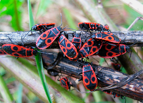 Vojaki hroščev (Pyrrhocoris apterus)