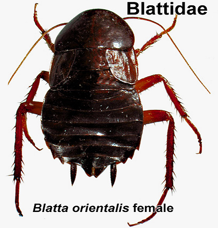 Blartta orientalis