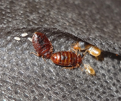 Kako lahko ubijete posteljne hrošče, pa tudi njihova jajca