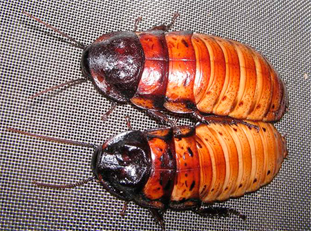 Moški in ženski ščurki na Madagaskarju