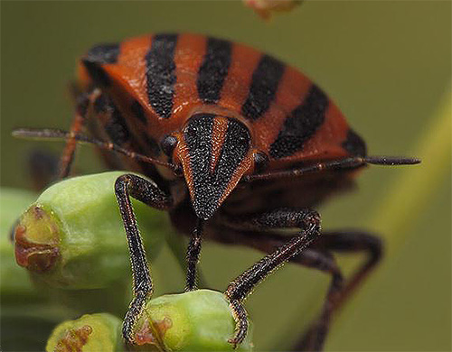 Ni čudno, da antenske antene spominjajo - to je taktilni organ žuželke