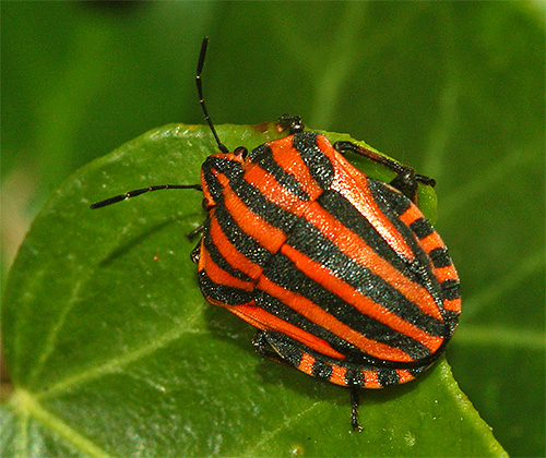 Italijanski ščit ali grafosoma lineatum italicum