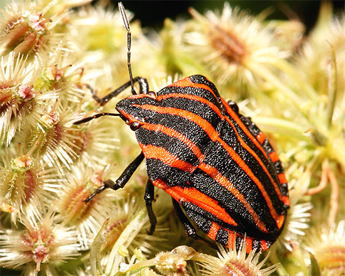 Graphusoma lineatum italicum v makro leči