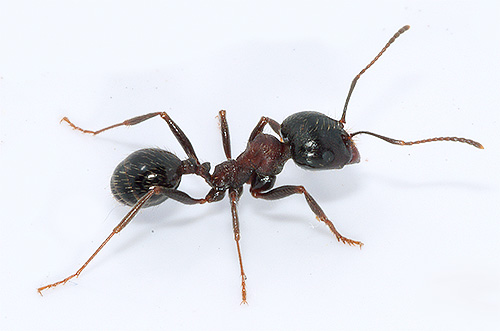 Ant-ZNHETS