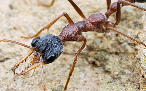 Buldog Ant: fotografija od blizu