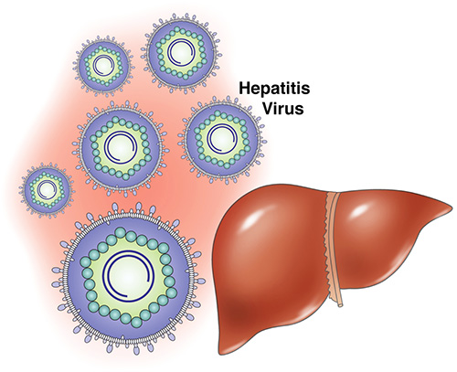 Uši ne morejo prenesti hepatitisa in aidsa