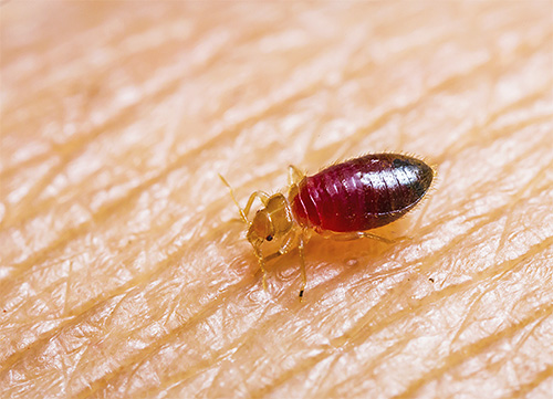 Posteljni hrošči so krvne žuželke, zato jih morate uničiti, izbrati prah z insekticidom kontaktnega dejanja