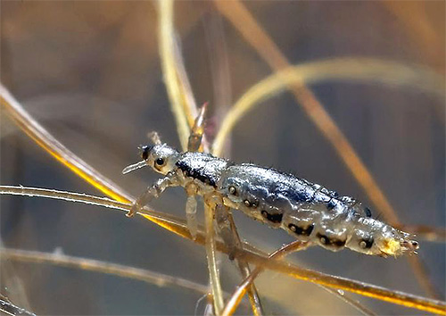 Fotografija glave uši zapre -up