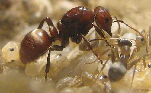 Ant-Amazon