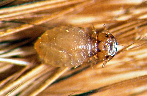 Pasji louse (natančneje - vlashed)