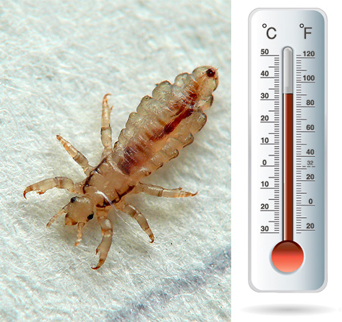 Uši in gnezdi so precej občutljivi na hladne in visoke temperature: poglejmo, kako se to lahko uporabi v boju proti zajedavcem