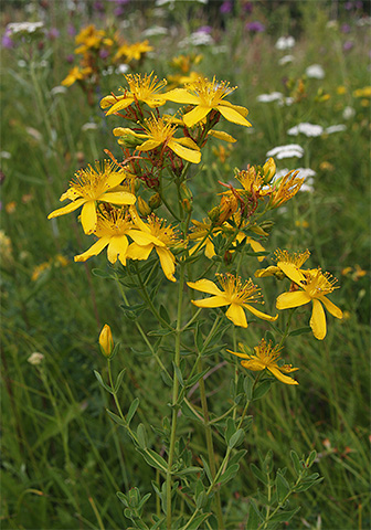 Decoction of St. John's Wort ne bo le pomagal uničiti uši pri otroku, ampak tudi ozdraviti lase