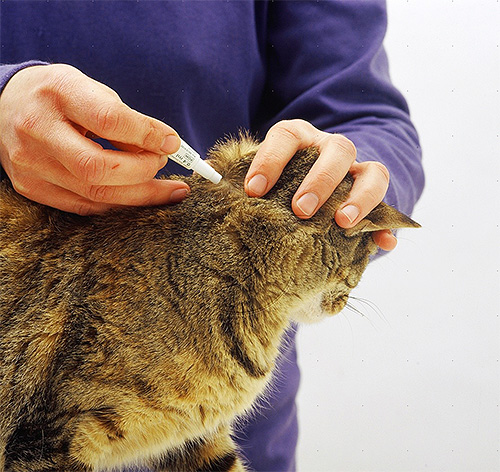 Insekticidne kapljice se nanesejo na Withers in vzdolž mačje hrbtenice