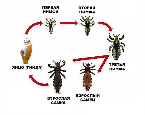 Slika prikazuje celoten cikel širjenja glavnih uši