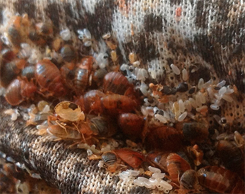 Storitve mestnega razdelitve skoraj vedno imajo raje uporabo insekticidnih sredstev za uničenje hroščev.