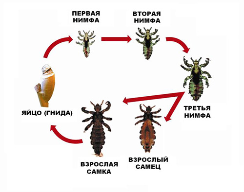 Življenjski cikel glavnih uši