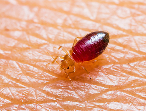 Če se želite znebiti hroščev, je bolje, da raje sodobna insekticidna zdravila