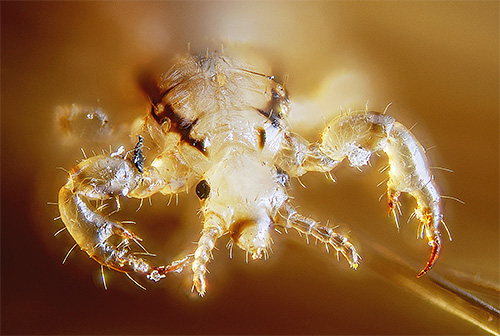 Sodobne uši se na žalost pogosto izkažejo za odporne na številne insekticide