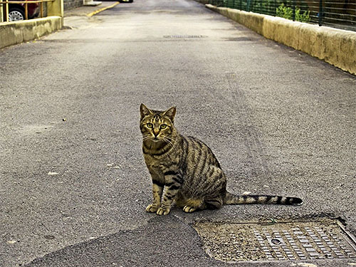 Ovratni ovratniki so še posebej primerni za zaščito pred bolhami mačk, ki se pogosto sprehajajo po ulici.