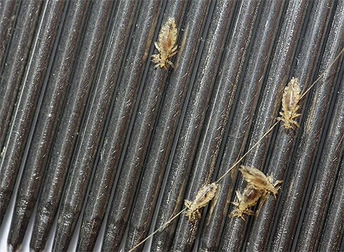 Na fotografiji - uši, česane s posebnim grebenom