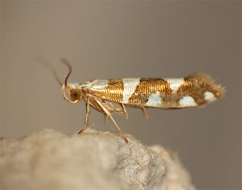 Fotografija je vidna metulj molj argyresthia brockeella