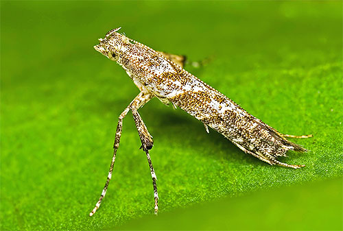 Caloptilia hemidactylella molo-patry ženska zloži krila v ozko cev