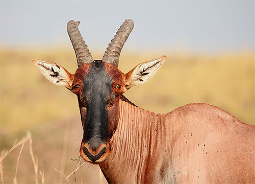 Gosenice molja Cratophaga Vastella se lahko vrtijo od notranjosti roga afriških antilopov.