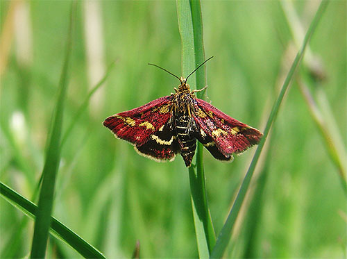 Fotografija prikazuje Mol Pyrausta Napulalis, ki živi v Evropi