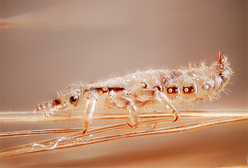 Značilnost paratitnega izdelka je velika varnost njegove uporabe za ljudi, saj v sestavki ni kemičnih insekticidov