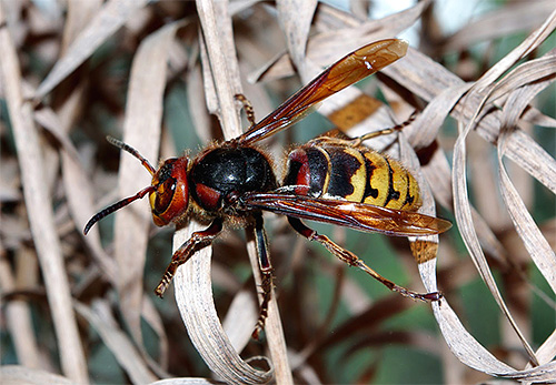 Hornet, ki se ukvarja z zbiranjem gradiva za gnezdo, bo do osebe ravnodušen