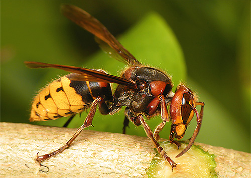 Fotografija prikazuje evropski hornet.