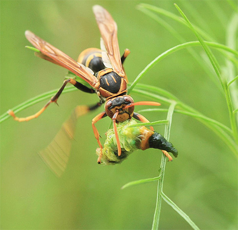 Med letom lahko velikanski azijski hornet spominja na majhno ptico.