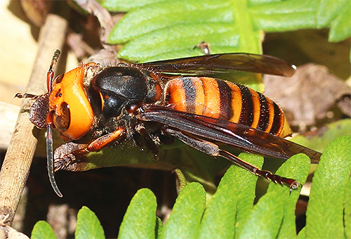 Ogromen japonski Hornet Vespa Mandarinia Japonica Ne morete se srečati na celini