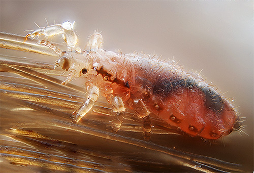 Gosta hitinska pokrov uši je odporna na delovanje agresivnih snovi, vključno z nekaterimi insekticidi