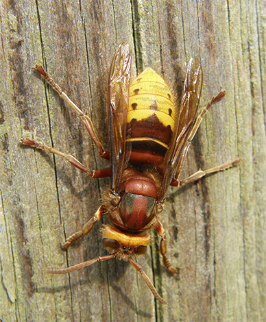 Se seznanimo z zanimivimi značilnostmi življenja navadnega horneta (Vespa Crabro): Ali se morajo bati te žuželke in se boriti proti njej? ..