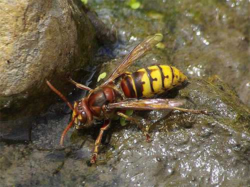 Hornet pije vodo