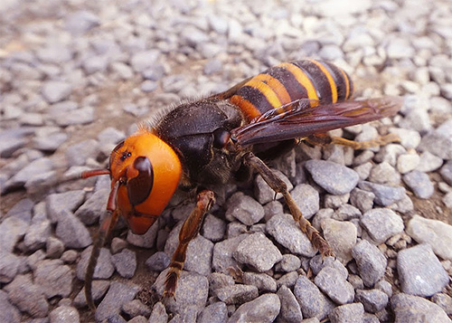 Fotografija prikazuje velikanskega azijskega horneta, pravega morilca čebele