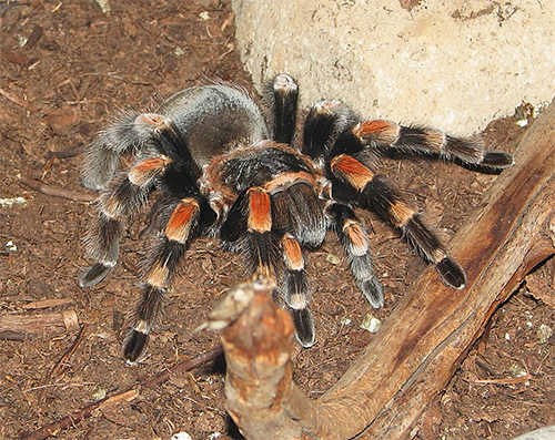 Spider Tarantula lahko poleg spleta uporabi svoj močan strup