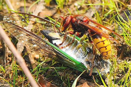 Sršeni pogosto ubijajo druge žuželke, to je posledica potrebe po hrani njihovih potomcev